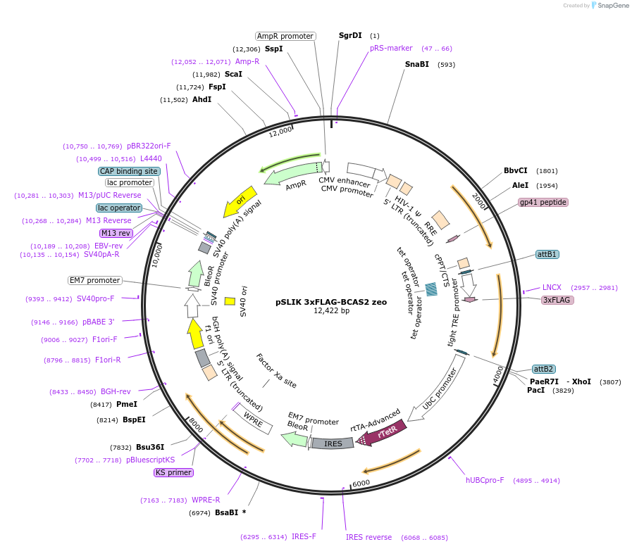 192319-plasmid-map-sequence-id-375300