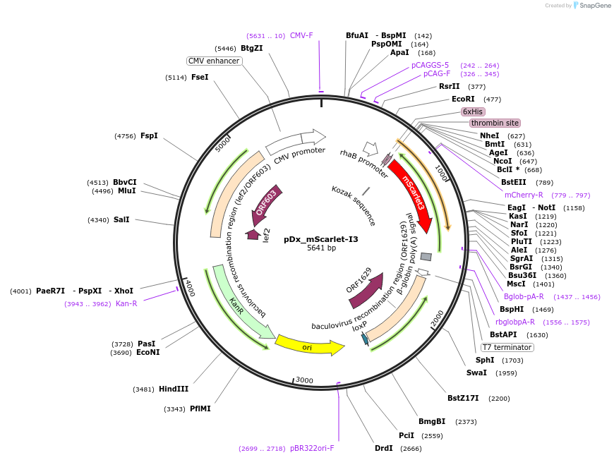 189757-plasmid-map-sequence-id-375301