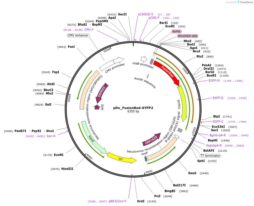 189760-plasmid-map-sequence-id-375312