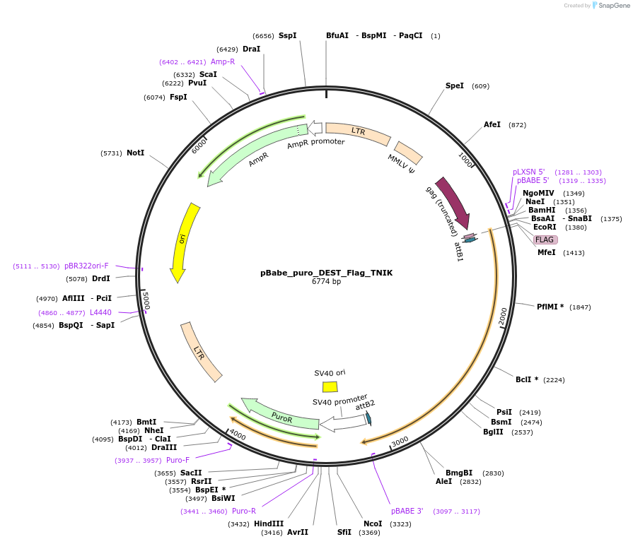 45276-plasmid-map-sequence-id-375315