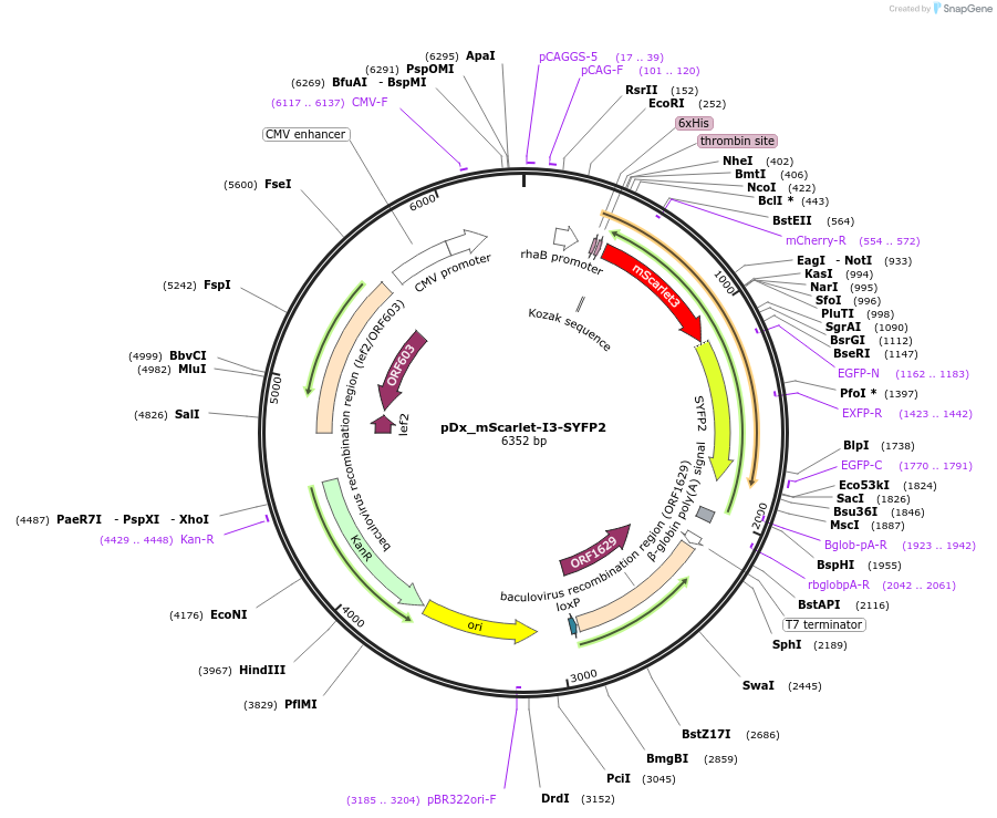 189763-plasmid-map-sequence-id-375316