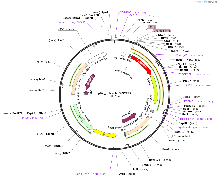 189764-plasmid-map-sequence-id-375317