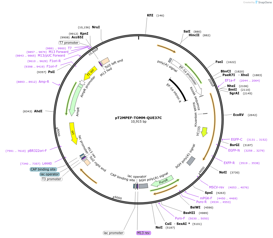 191526-plasmid-map-sequence-id-375319