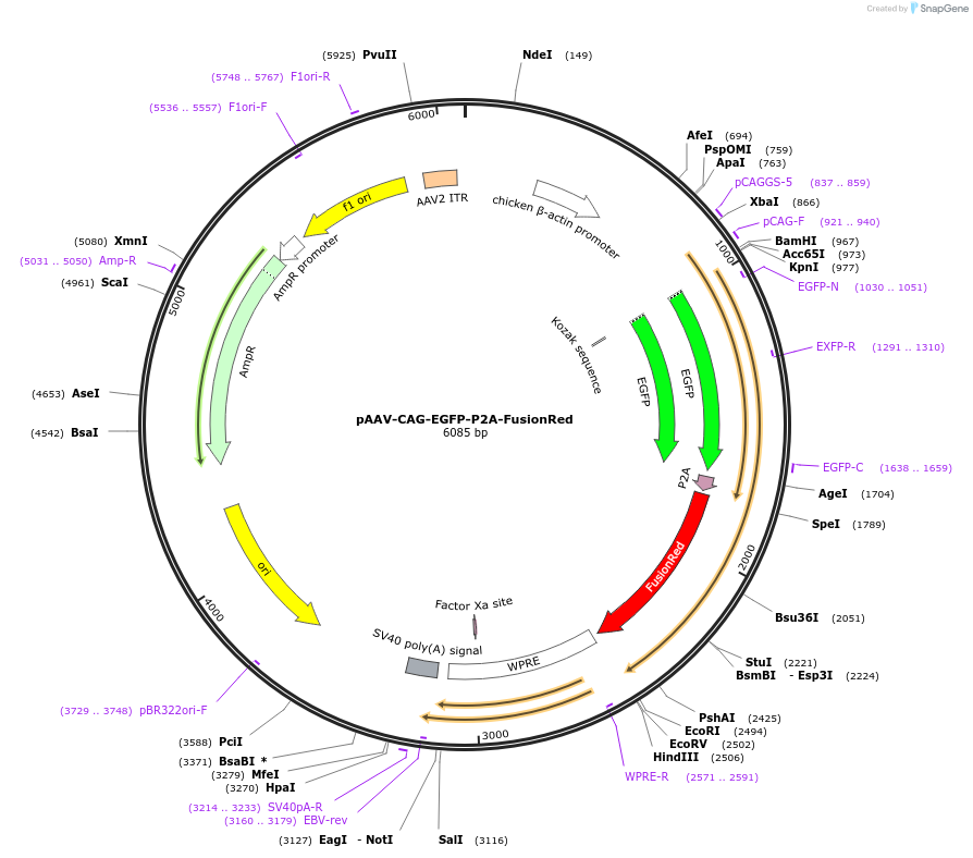 191108-plasmid-map-sequence-id-375326
