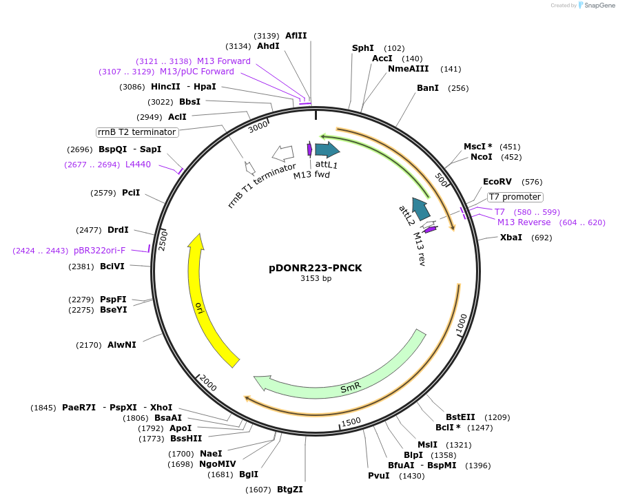 23572-plasmid-map-sequence-id-375327