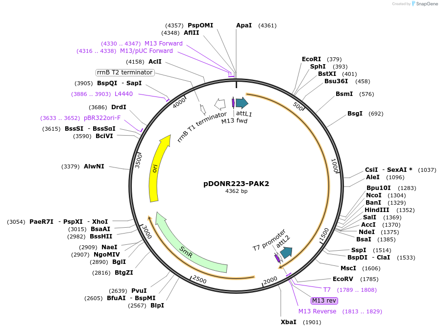 23655-plasmid-map-sequence-id-375332