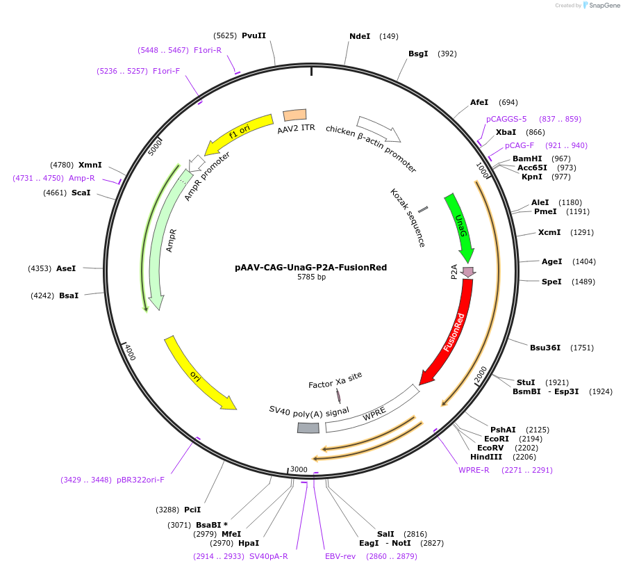 191109-plasmid-map-sequence-id-375333