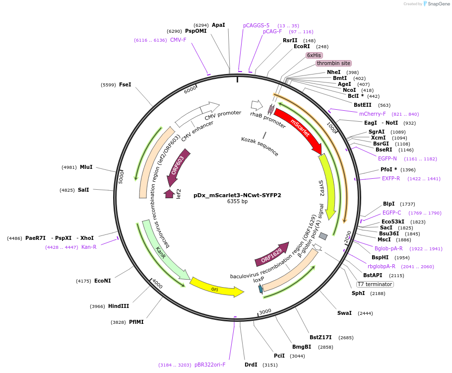 189766-plasmid-map-sequence-id-375338