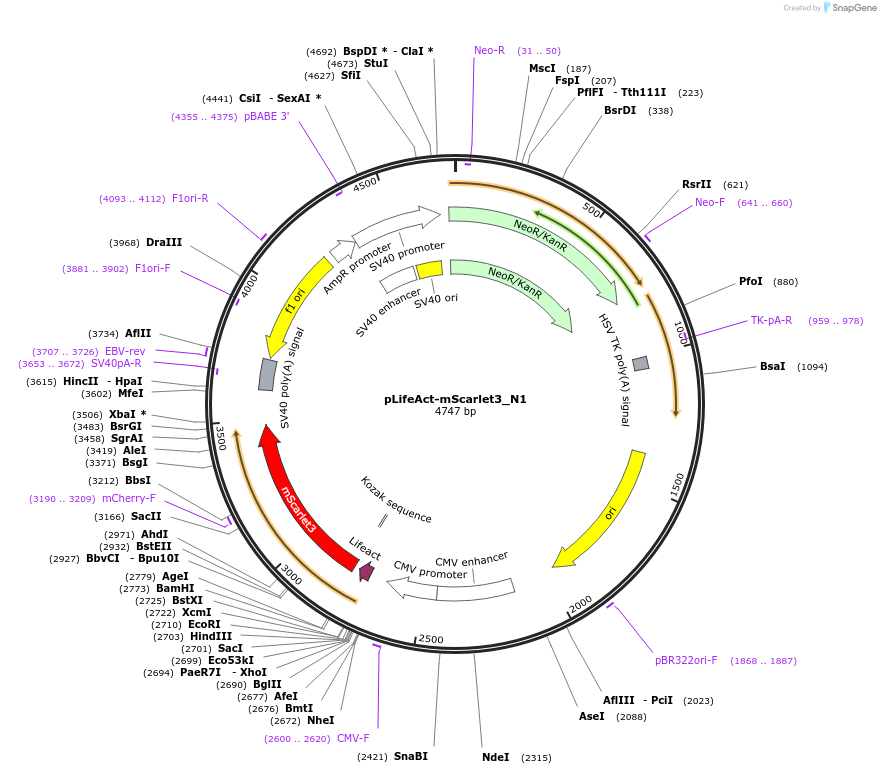 189767-plasmid-map-sequence-id-375339
