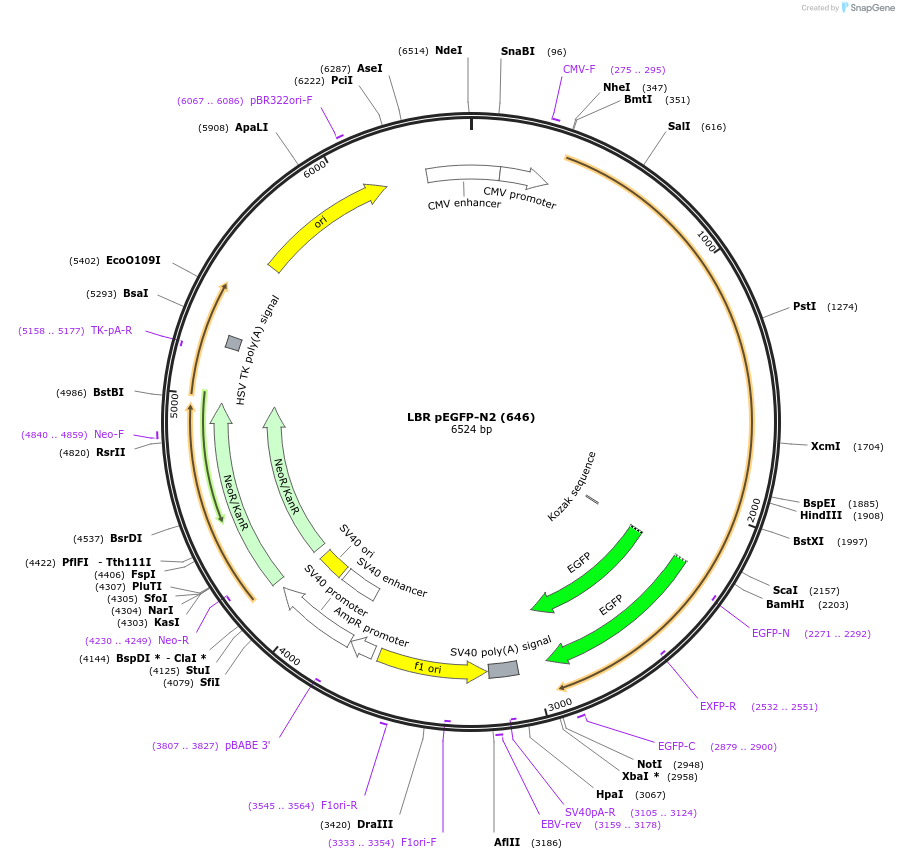 61996-plasmid-map-sequence-id-375340
