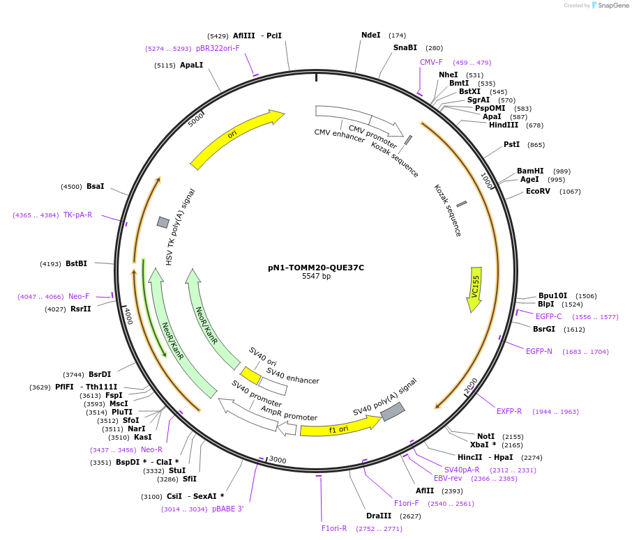 191525-plasmid-map-sequence-id-375341