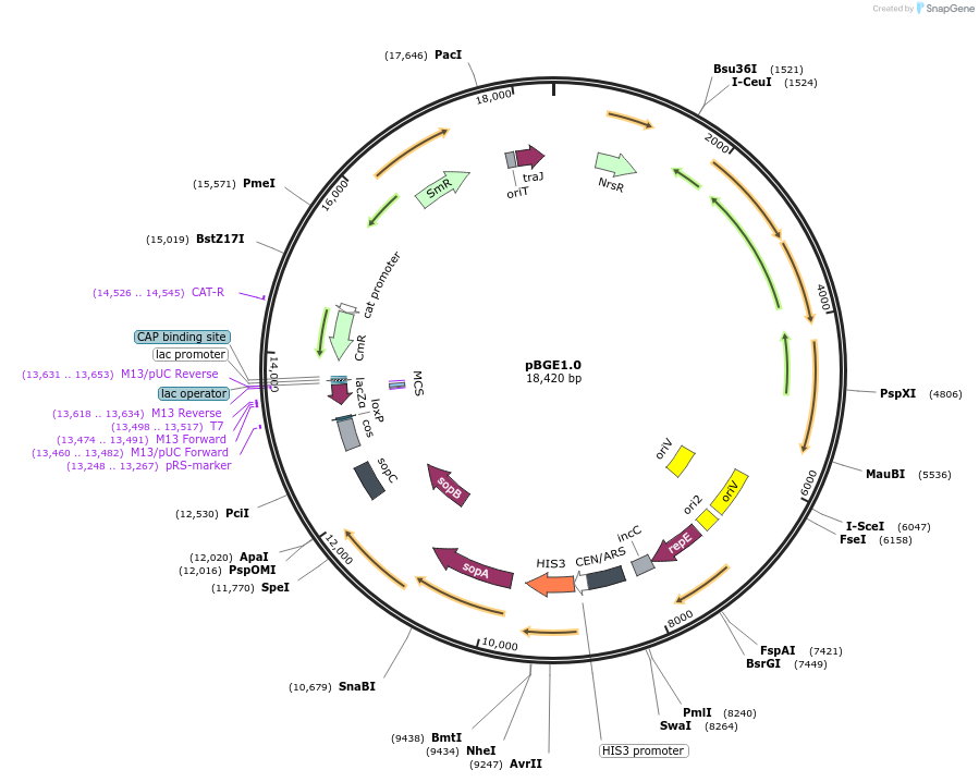 165986-plasmid-map-sequence-id-375342