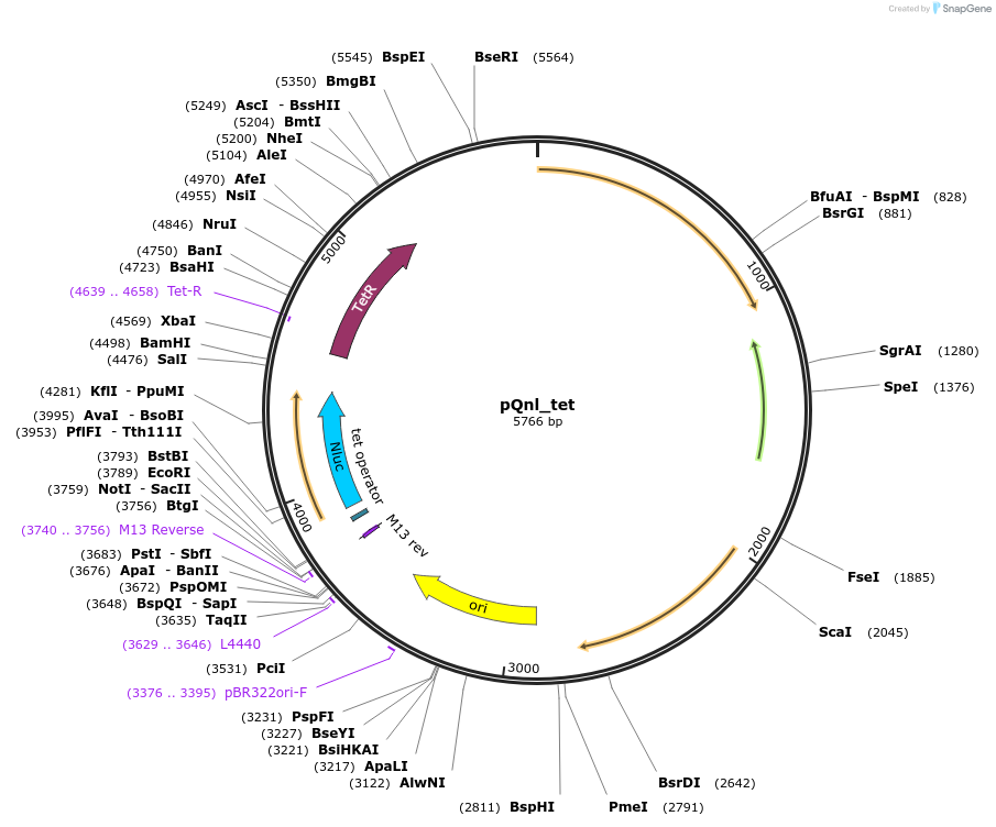 191355-plasmid-map-sequence-id-375359