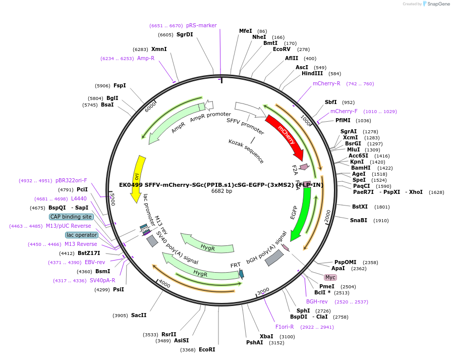 191183-plasmid-map-sequence-id-375363