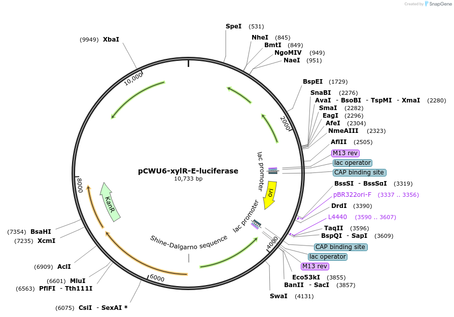190721-plasmid-map-sequence-id-375386