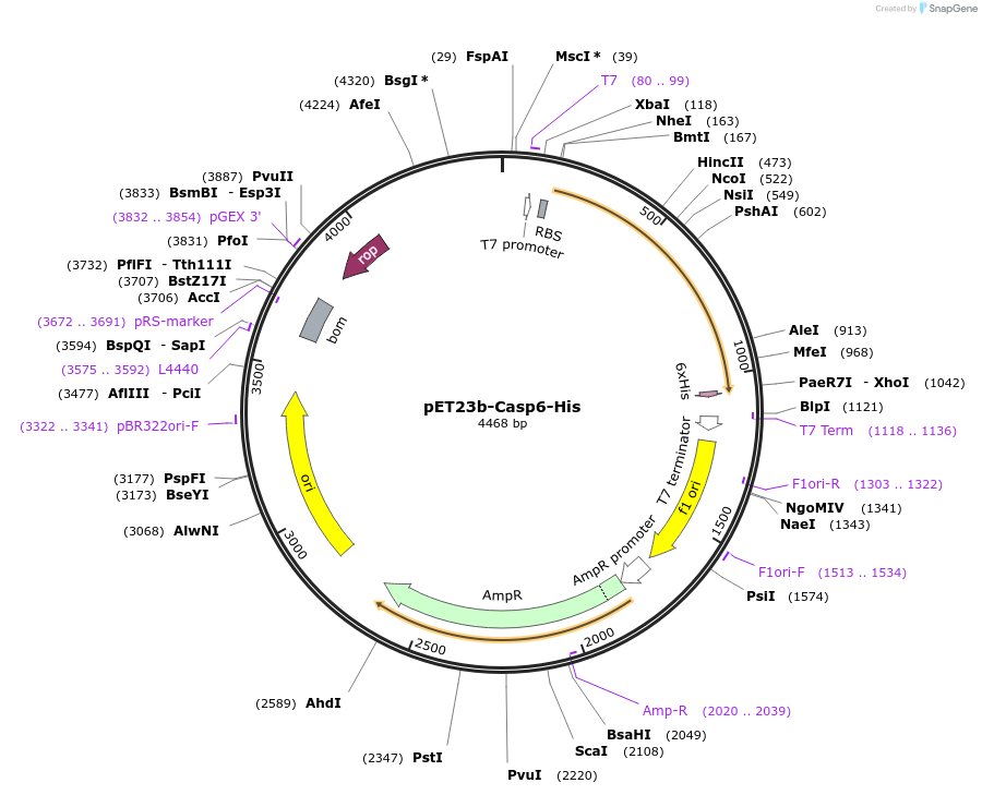 11823-plasmid-map-sequence-id-375388