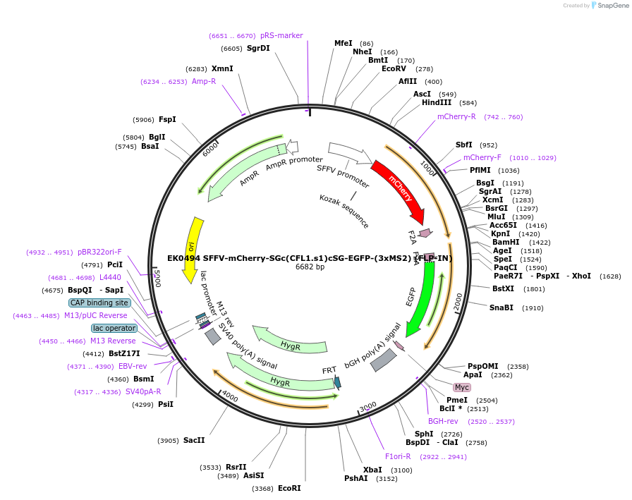 191181-plasmid-map-sequence-id-375390