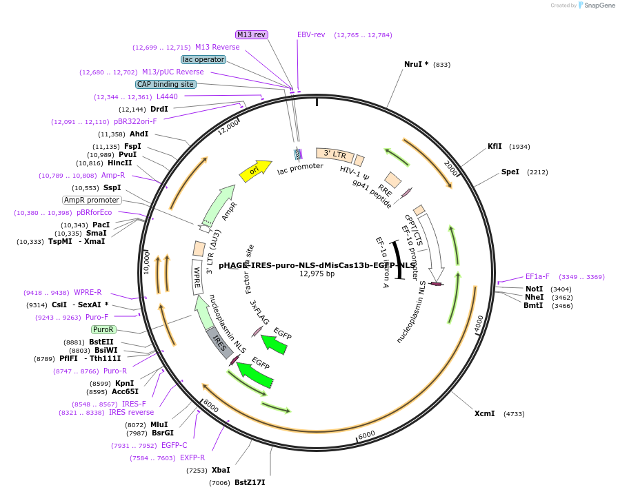 191359-plasmid-map-sequence-id-375392