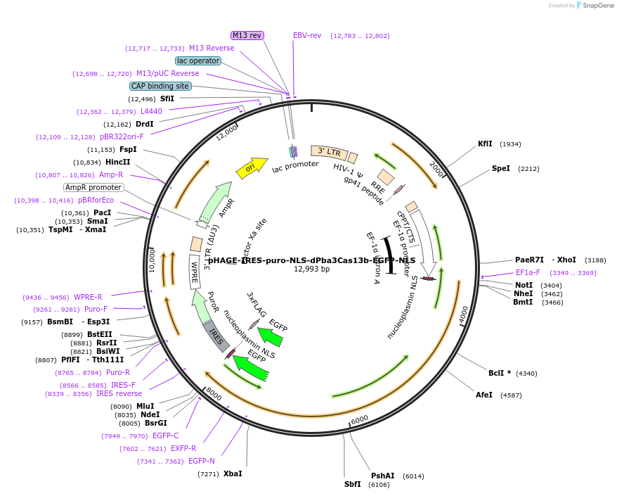 191361-plasmid-map-sequence-id-375395