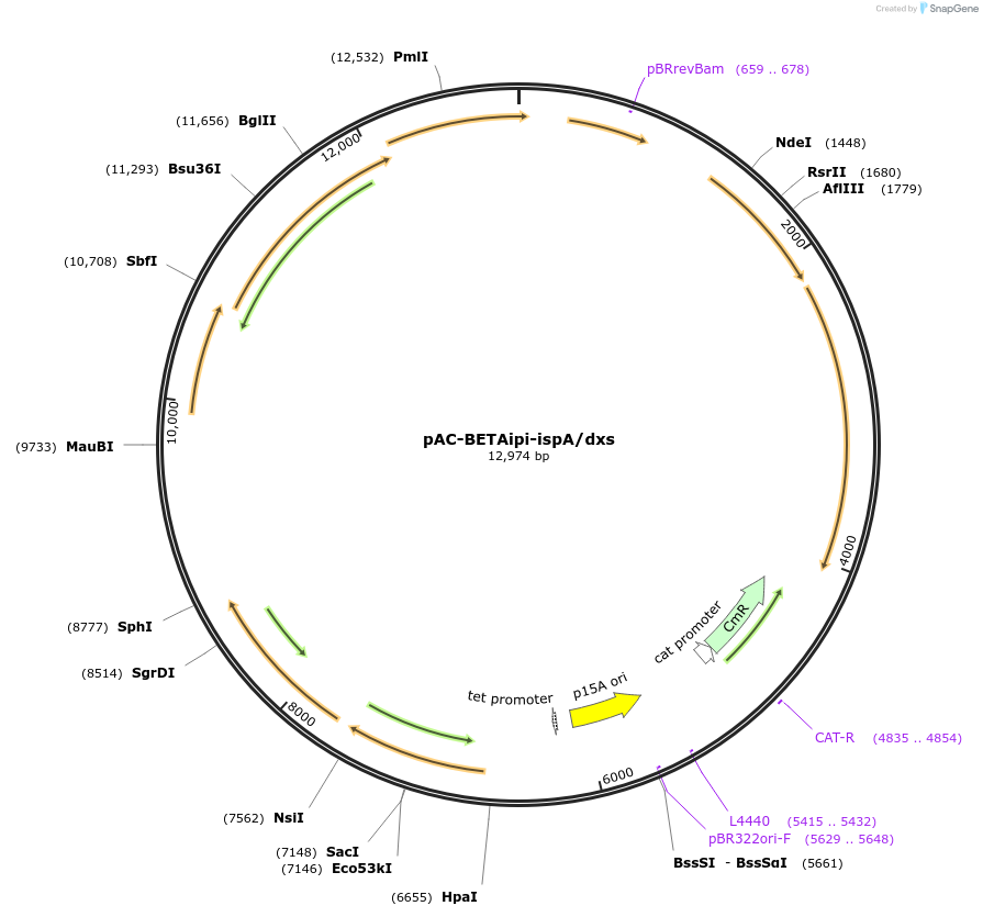 178302-plasmid-map-sequence-id-375403
