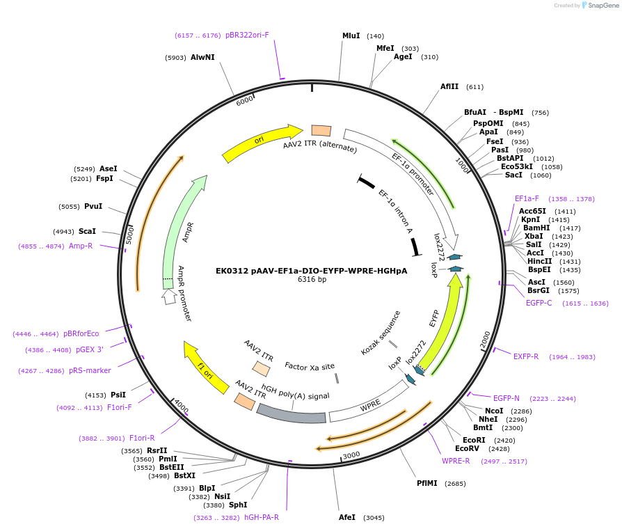 191148-plasmid-map-sequence-id-375404