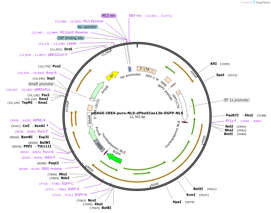 191364-plasmid-map-sequence-id-375405