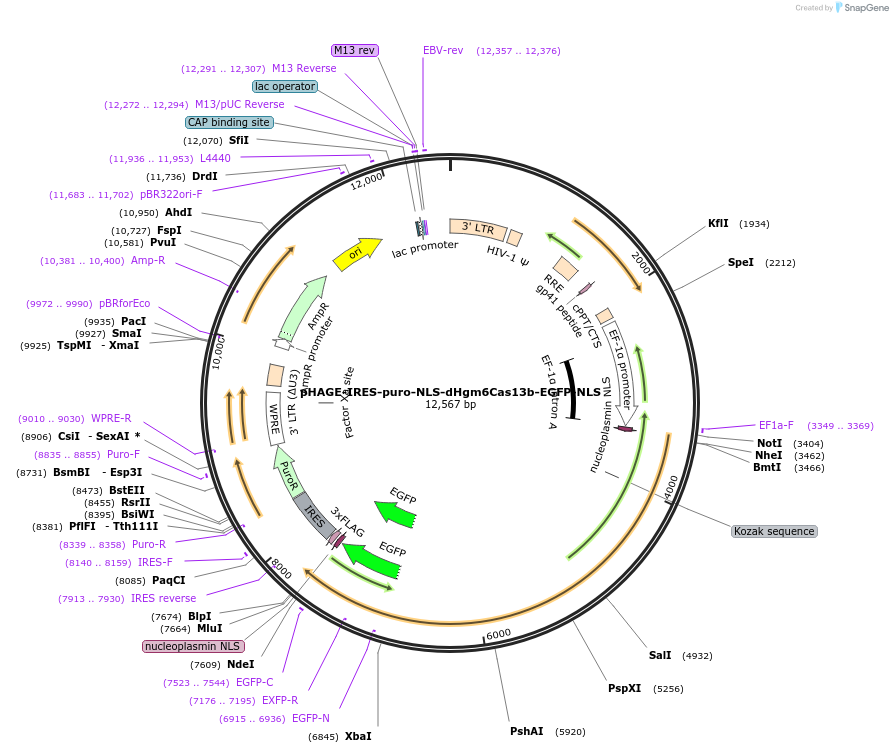 191366-plasmid-map-sequence-id-375407