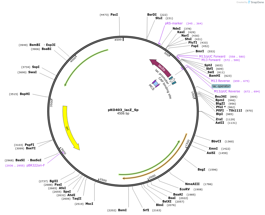 174726-plasmid-map-sequence-id-375408