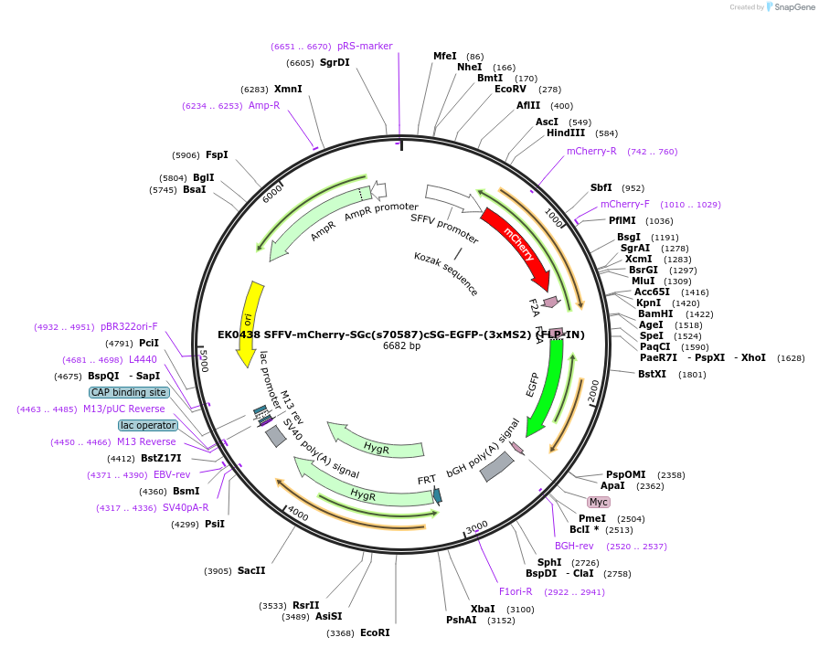 191163-plasmid-map-sequence-id-375409