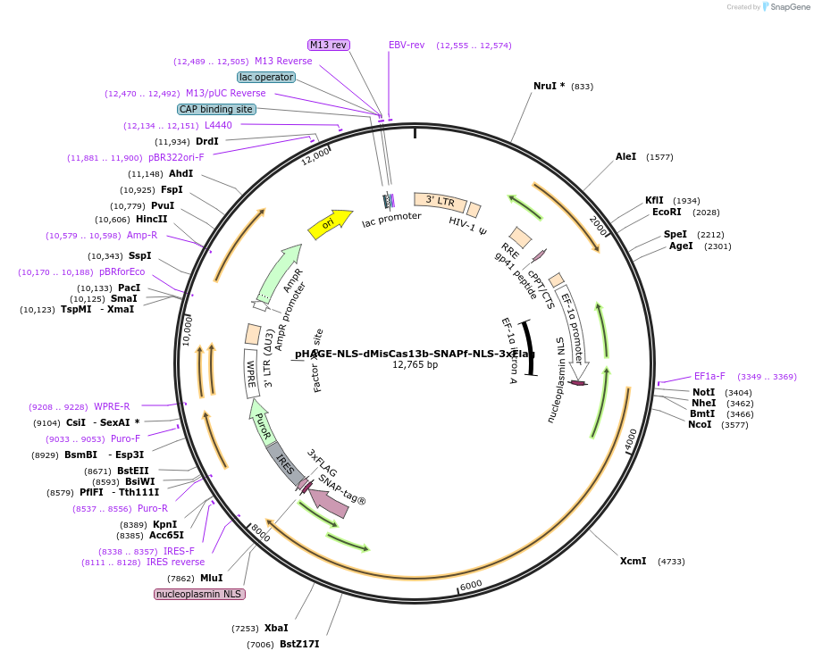 191536-plasmid-map-sequence-id-375412