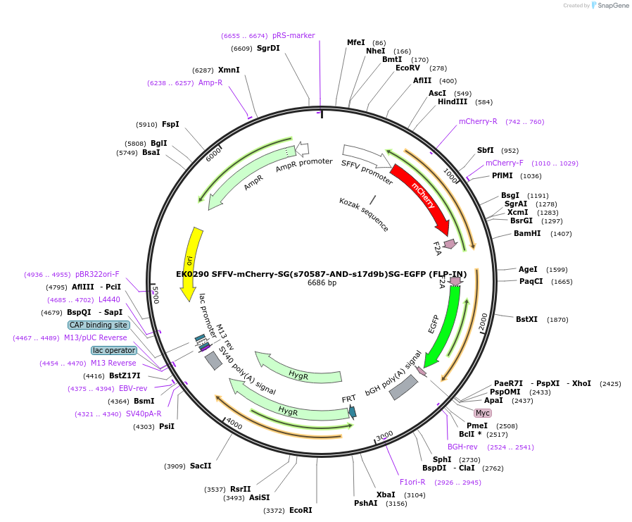 191143-plasmid-map-sequence-id-375414