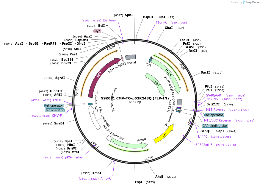 191167-plasmid-map-sequence-id-375416