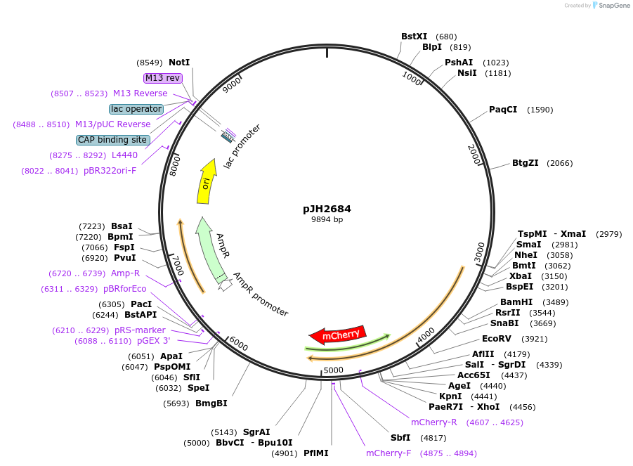 192061-plasmid-map-sequence-id-375426