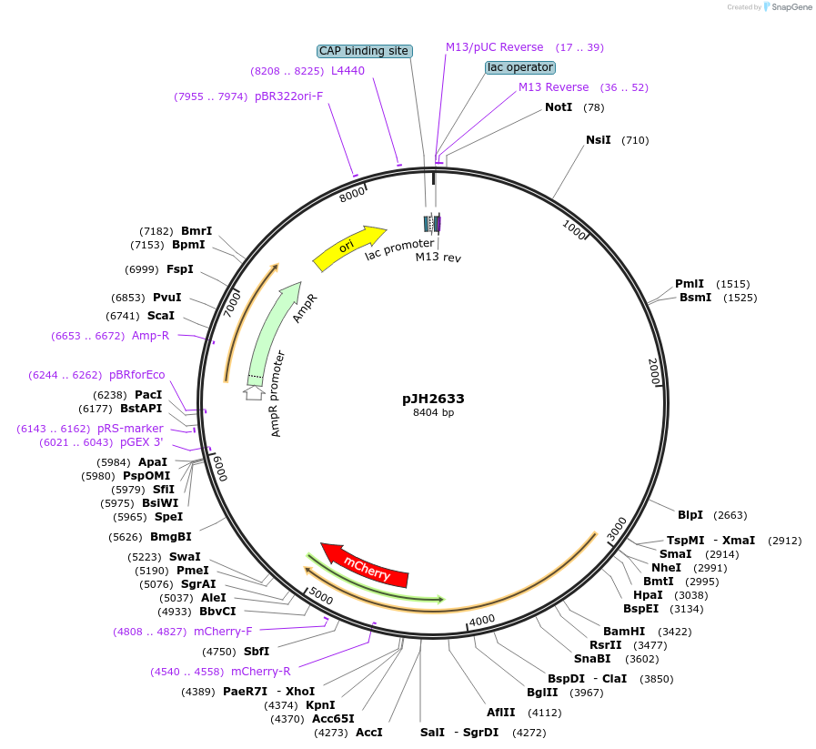 192107-plasmid-map-sequence-id-375428