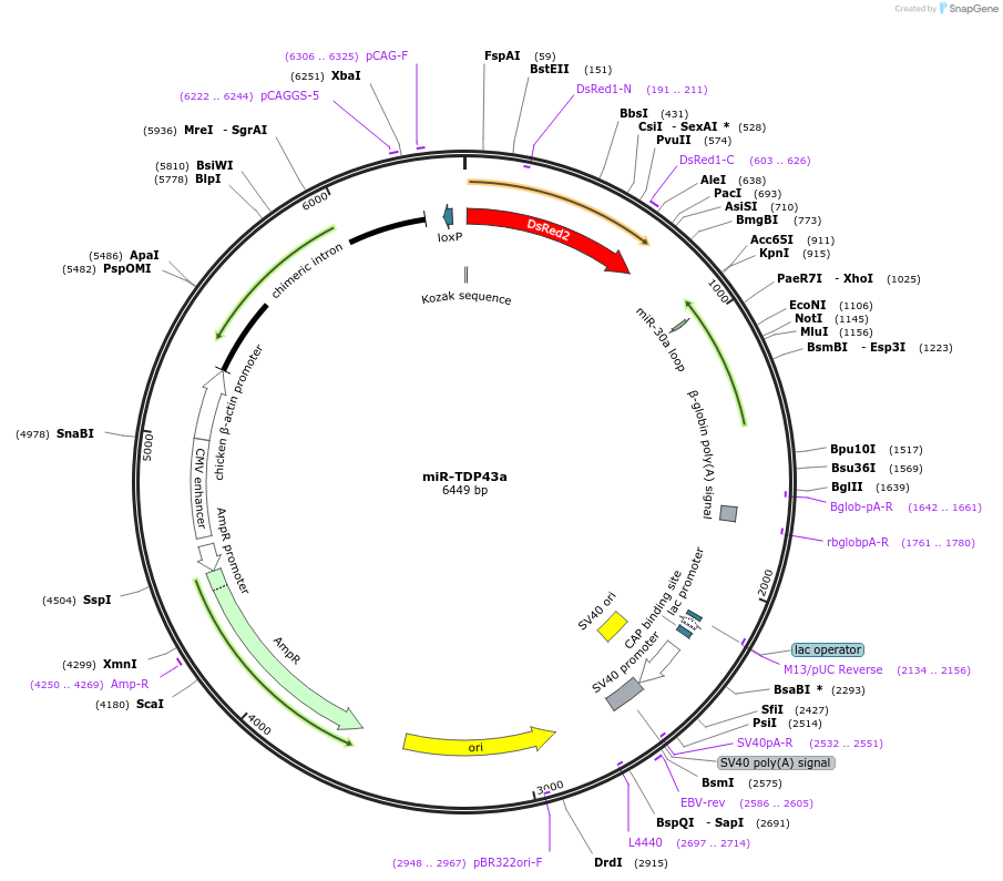 28211-plasmid-map-sequence-id-37543