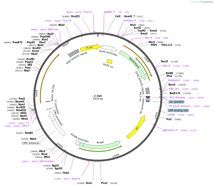 187902-plasmid-map-sequence-id-375431