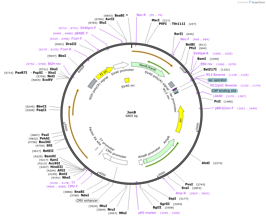 187903-plasmid-map-sequence-id-375433