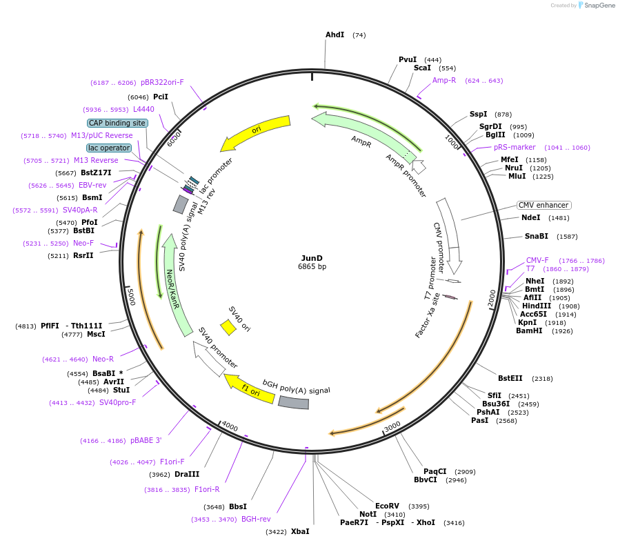 187904-plasmid-map-sequence-id-375434