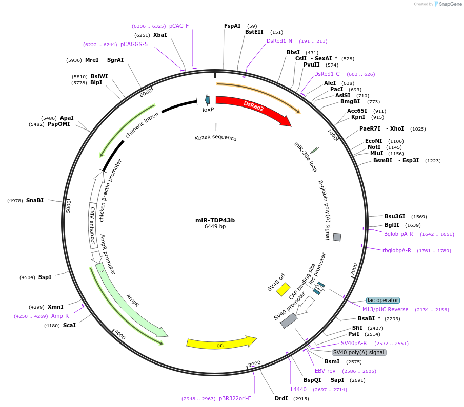28212-plasmid-map-sequence-id-37544