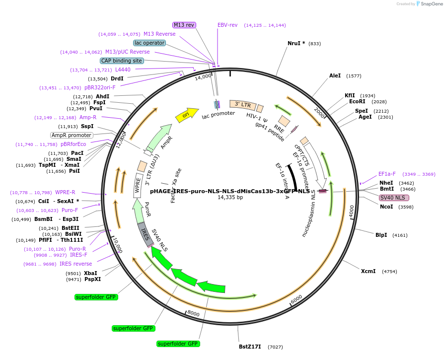191367-plasmid-map-sequence-id-375469