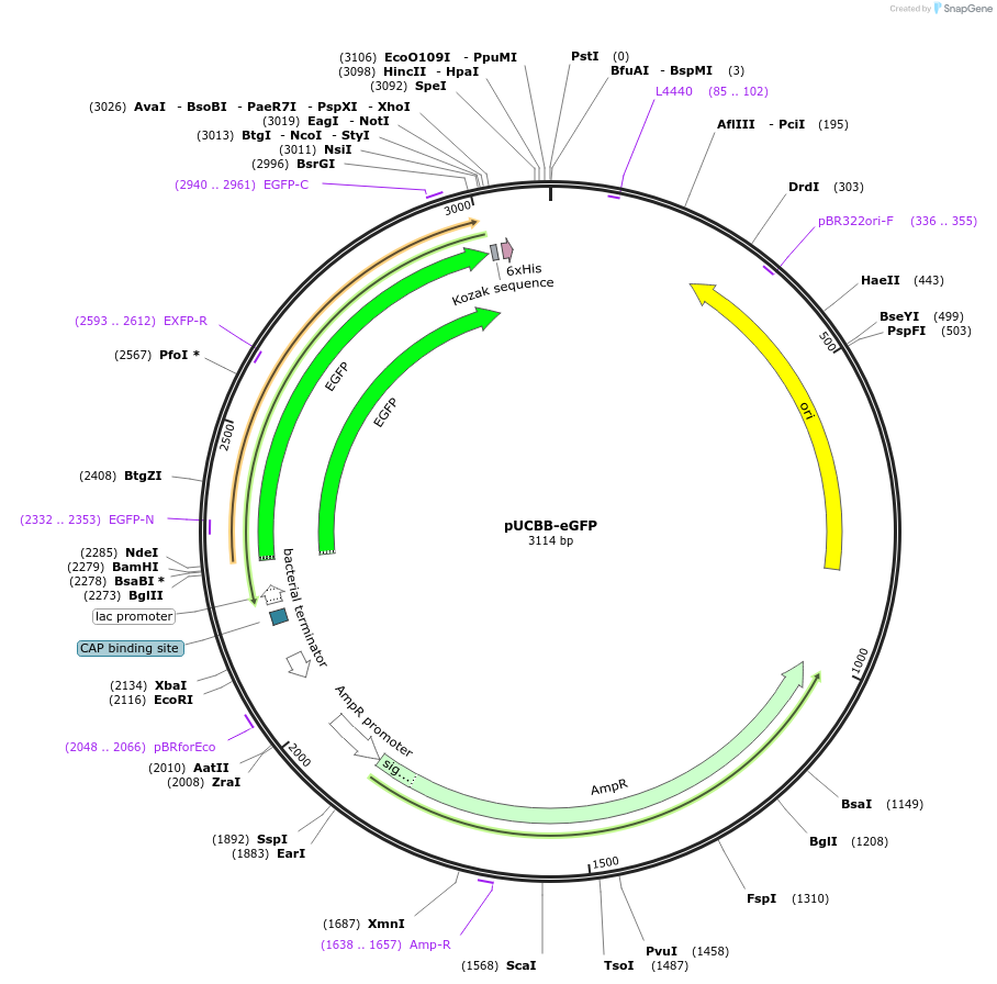 32548-plasmid-map-sequence-id-37547