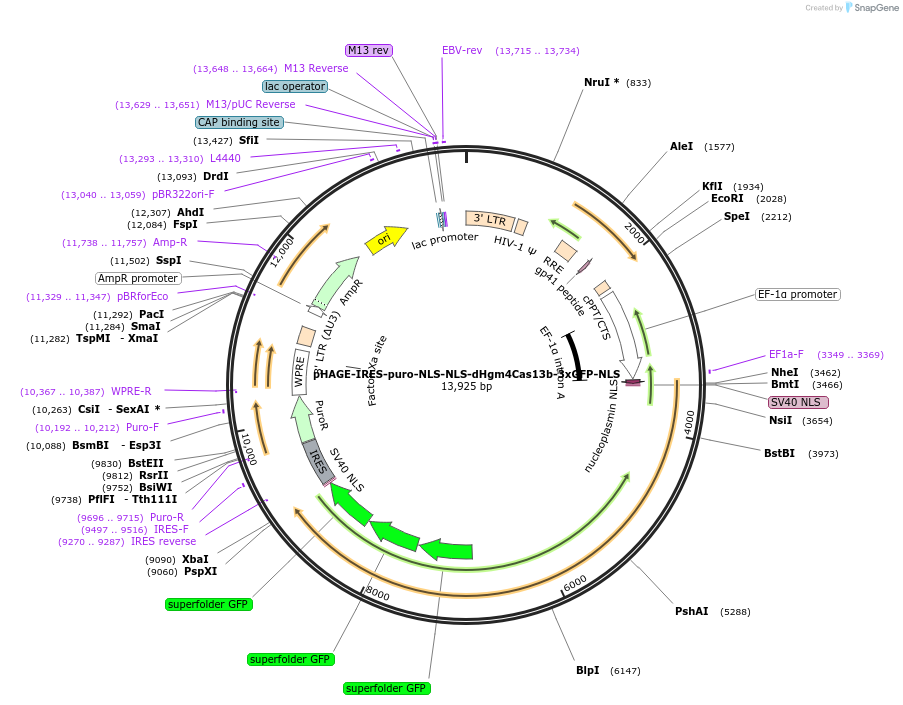 191368-plasmid-map-sequence-id-375471
