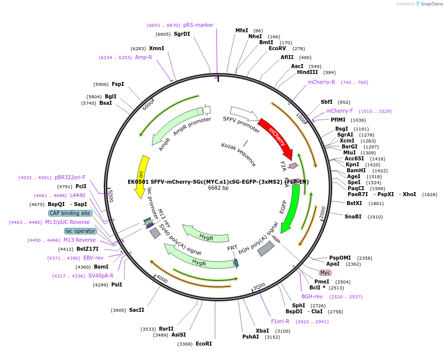 191185-plasmid-map-sequence-id-375474