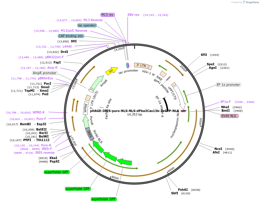 191369-plasmid-map-sequence-id-375477
