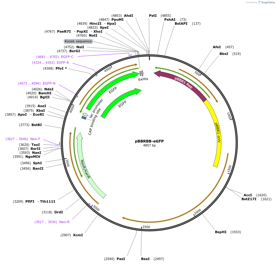32549-plasmid-map-sequence-id-37548
