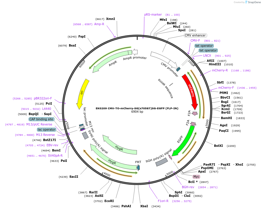 191174-plasmid-map-sequence-id-375481