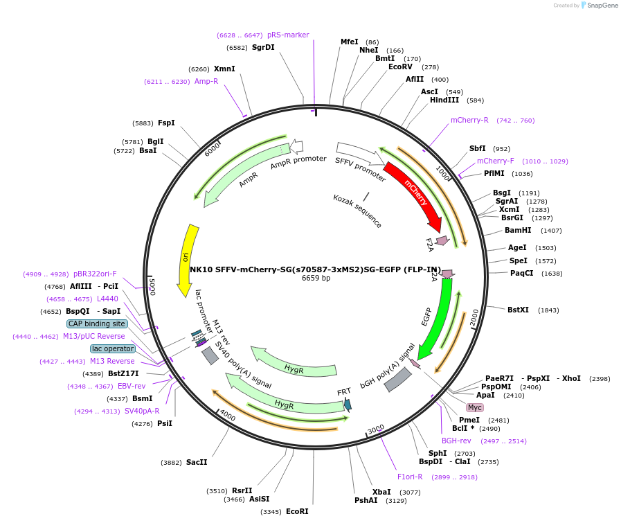191165-plasmid-map-sequence-id-375483