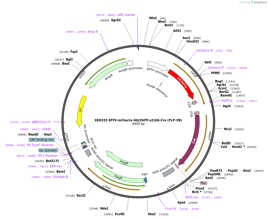 191160-plasmid-map-sequence-id-375487