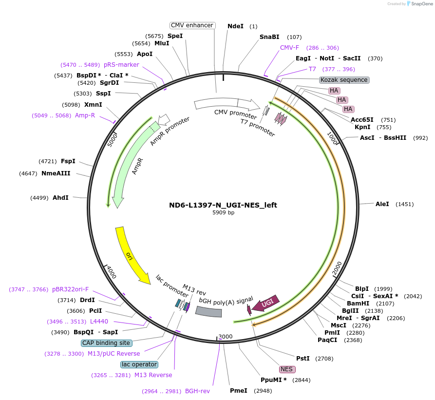 187845-plasmid-map-sequence-id-375488