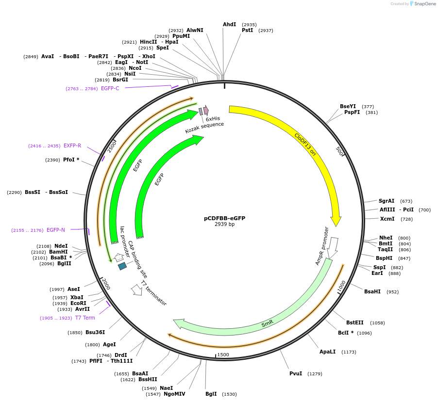 32550-plasmid-map-sequence-id-37549